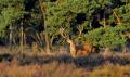 Red deer stag in heather